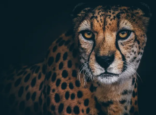 Close up of a cheetah's face staring at the camera