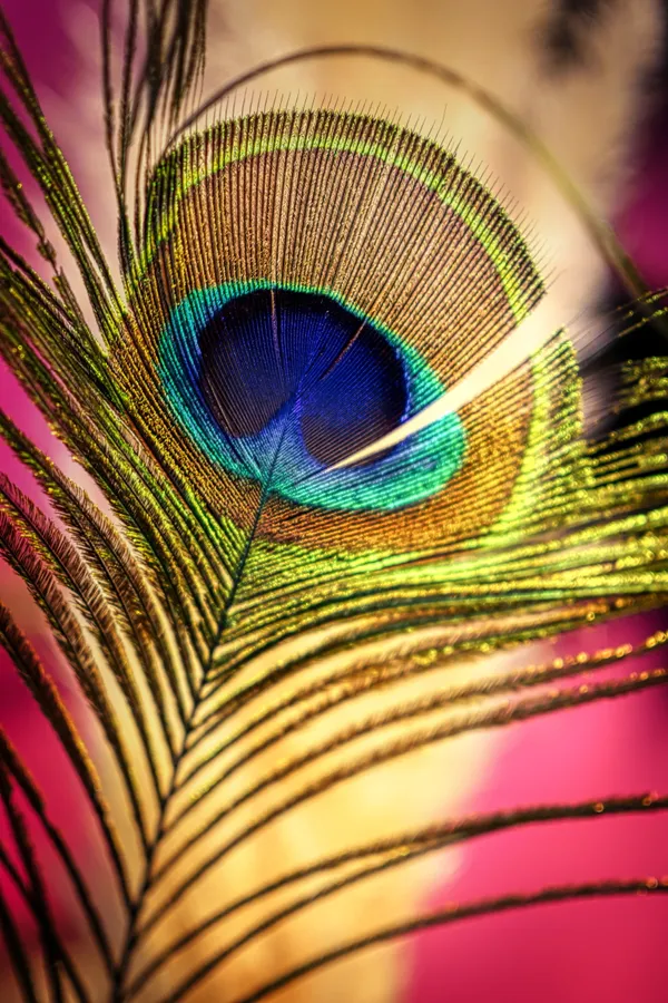 Close up of a peacock feather against a pink background