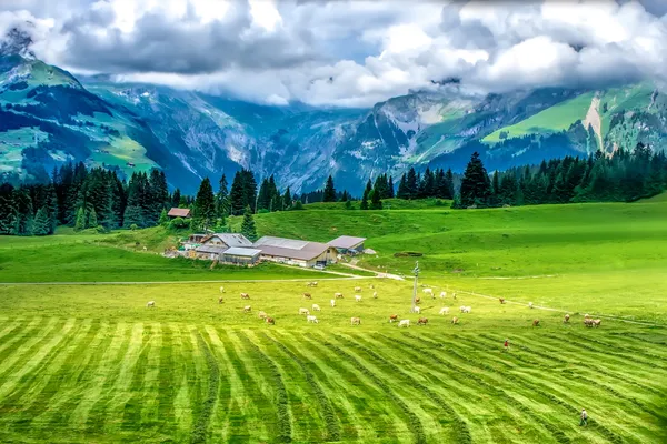 Lush green hillside in the Swiss Alps with grazing cows