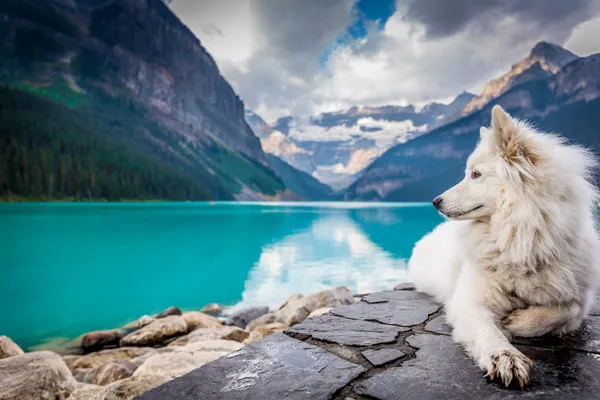 White dog is lying on the edge of a lake
